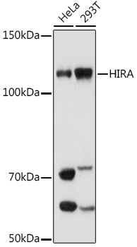 HIRA Rabbit Monoclonal Antibody