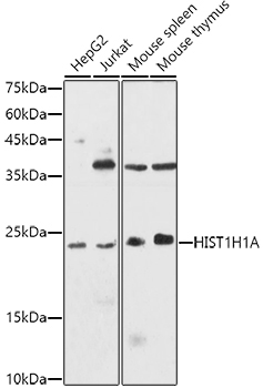 HIST1H1A Rabbit Polyclonal Antibody