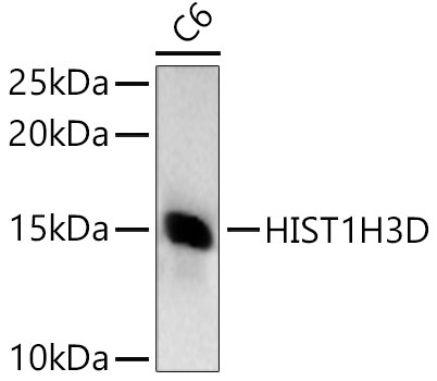 HIST1H3D Rabbit Polyclonal Antibody