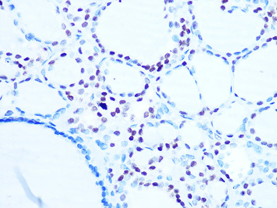 Histone H1.0 Rabbit Monoclonal Antibody - Image 2