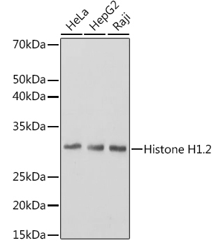 Histone H1.2 Rabbit Monoclonal Antibody