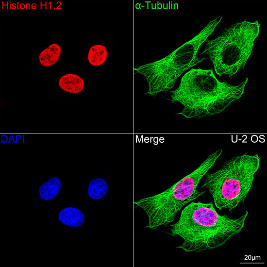 Histone H1.2 Rabbit Monoclonal Antibody - Image 2