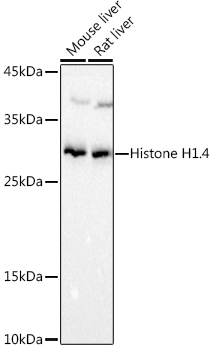 Histone H1.4 Rabbit Polyclonal Antibody