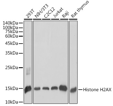 Histone H2AX Rabbit Polyclonal Antibody