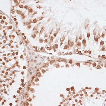 Histone H2AX Rabbit Polyclonal Antibody - Image 2
