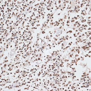 Histone H2AX Rabbit Polyclonal Antibody - Image 3