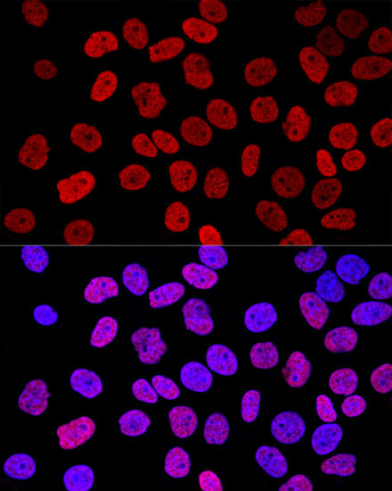 Histone H2AX Rabbit Polyclonal Antibody - Image 5