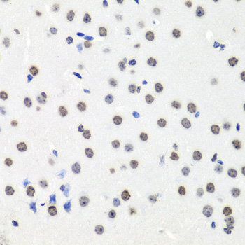 Histone H2AX Rabbit Polyclonal Antibody - Image 2