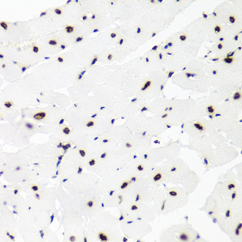Histone H2AX Rabbit Polyclonal Antibody - Image 3