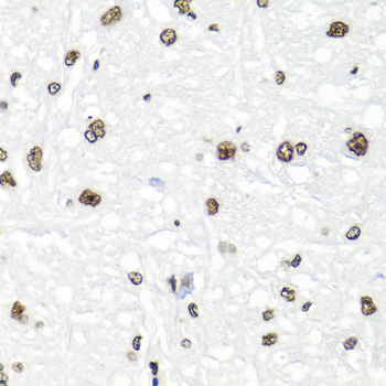 Histone H2AX Rabbit Polyclonal Antibody - Image 4