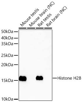 Histone H2B (testis specific) Rabbit Polyclonal Antibody