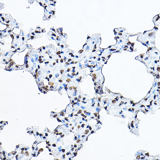 Histone H3 Rabbit Polyclonal Antibody - Image 2
