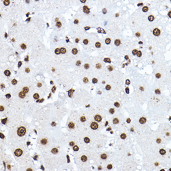 Histone H3 Rabbit Polyclonal Antibody - Image 3