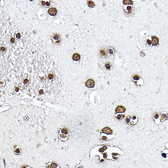Histone H3 Rabbit Polyclonal Antibody - Image 4
