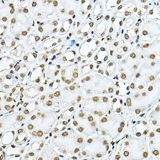 Histone H3 Rabbit Polyclonal Antibody - Image 5