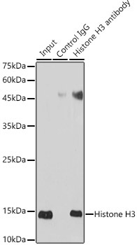 Histone H3 Rabbit Polyclonal Antibody - Image 6