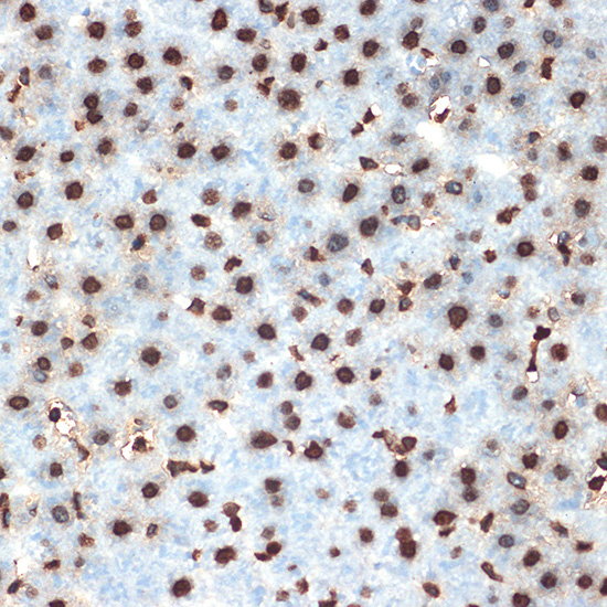 Histone H4 Rabbit Monoclonal Antibody - Image 2