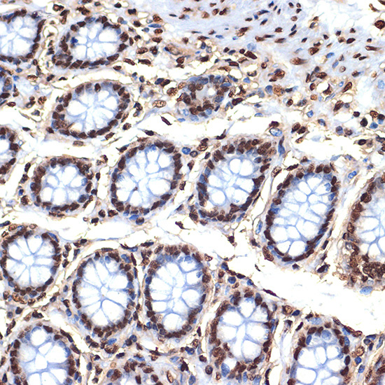 Histone H4 Rabbit Monoclonal Antibody - Image 3