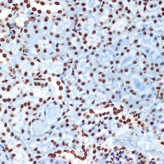 Histone H4 Rabbit Monoclonal Antibody - Image 4
