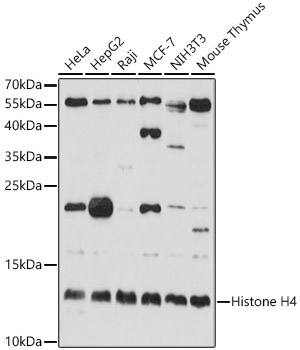 Histone H4 Rabbit Polyclonal Antibody