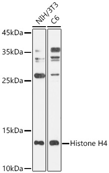 Histone H4 Rabbit Polyclonal Antibody