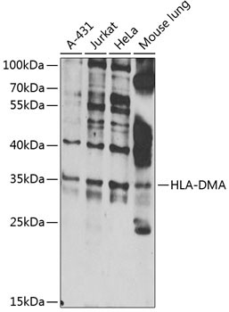 HLA-DMA Rabbit Polyclonal Antibody