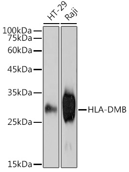 HLA-DMB Rabbit Monoclonal Antibody