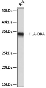 HLA-DRA Rabbit Monoclonal Antibody