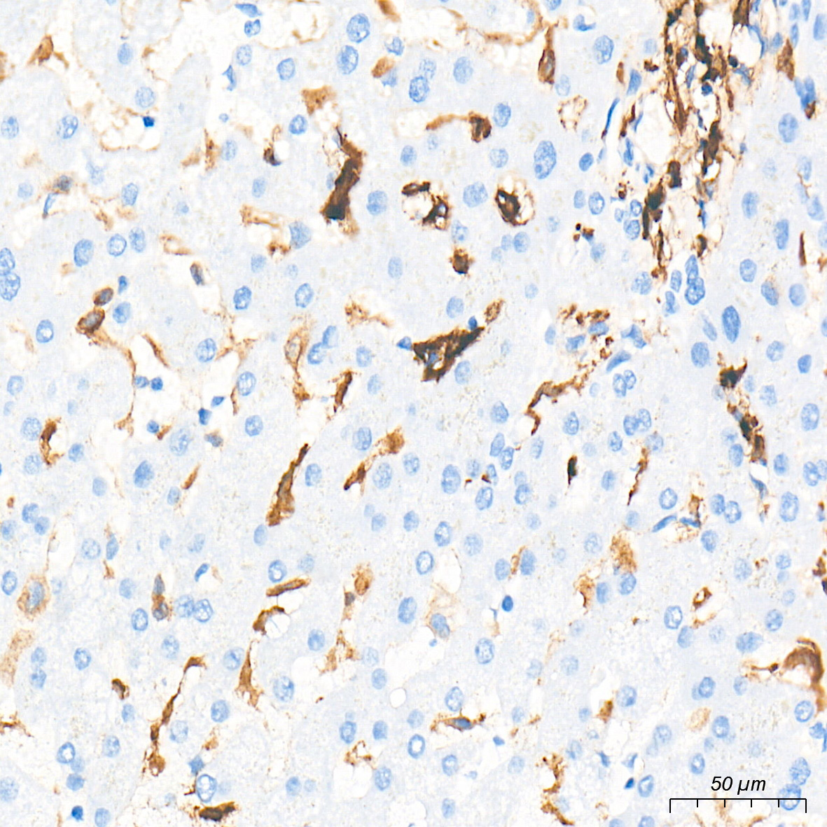 HLA-DRA Rabbit Monoclonal Antibody - Image 3