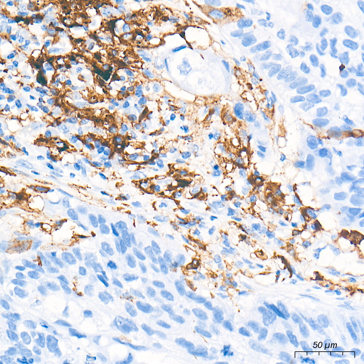 HLA-DRA Rabbit Monoclonal Antibody - Image 4