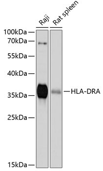HLA-DRA Rabbit Polyclonal Antibody