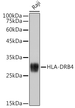 HLA-DRB4 Rabbit Monoclonal Antibody