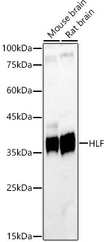 HLF Rabbit Polyclonal Antibody