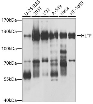 HLTF Rabbit Polyclonal Antibody