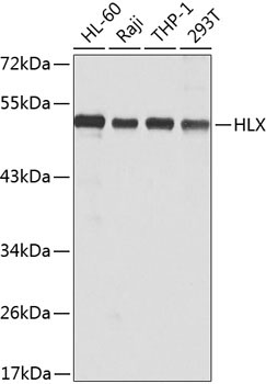 HLX Rabbit Polyclonal Antibody
