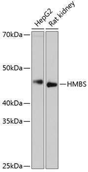 HMBS Rabbit Monoclonal Antibody - Image 2