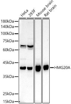 HMG20A Rabbit Polyclonal Antibody
