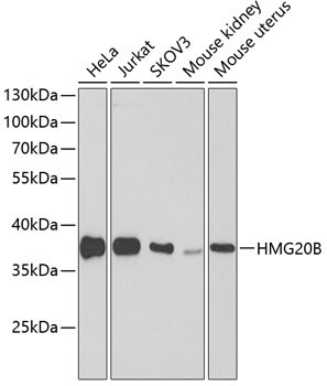 HMG20B Rabbit Polyclonal Antibody