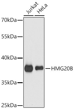 HMG20B Rabbit Polyclonal Antibody