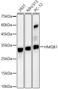 HMGB1 Rabbit Polyclonal Antibody