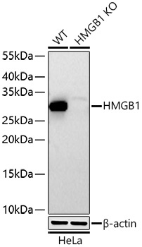 HMGB1 Rabbit Polyclonal Antibody