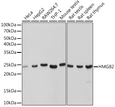 HMGB2 Rabbit Monoclonal Antibody