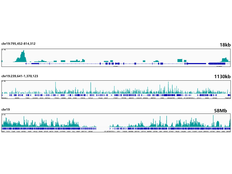 HMGB2 Rabbit Monoclonal Antibody - Image 10