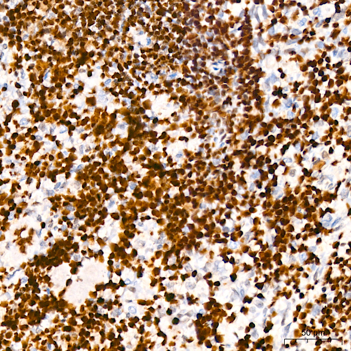 HMGB2 Rabbit Monoclonal Antibody - Image 6