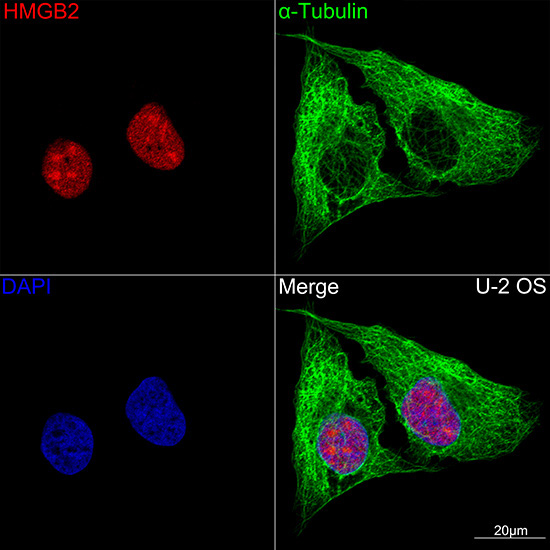 HMGB2 Rabbit Monoclonal Antibody - Image 7