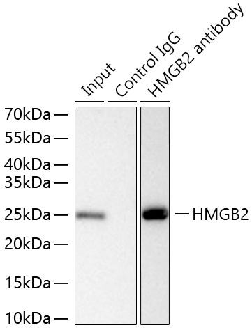 HMGB2 Rabbit Monoclonal Antibody - Image 8