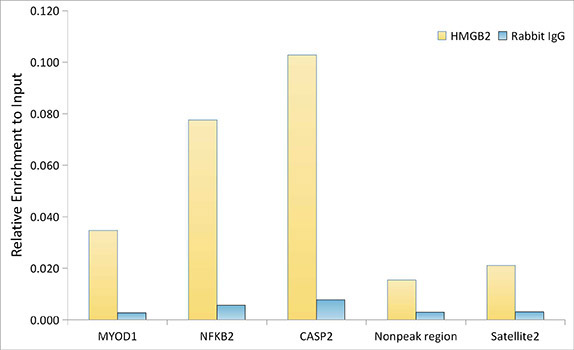 HMGB2 Rabbit Monoclonal Antibody - Image 9