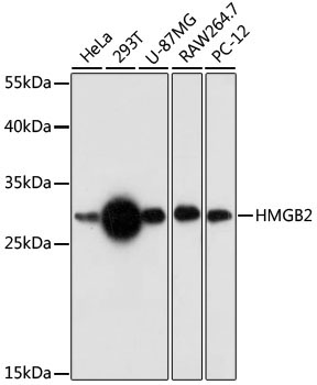 HMGB2 Rabbit Polyclonal Antibody