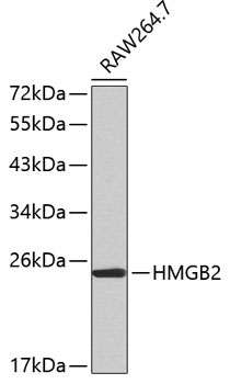 HMGB2 Rabbit Polyclonal Antibody