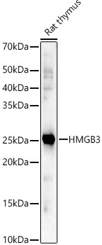 HMGB3 Rabbit Polyclonal Antibody